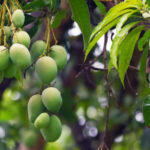 What Are the Benefits of Eating Mangoes