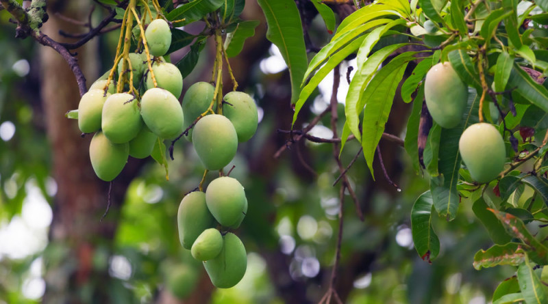 What Are the Benefits of Eating Mangoes